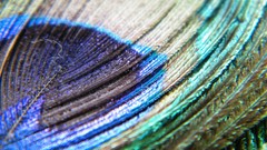 Macro feathers Peacocks