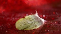 Macro feathers red background bokeh water drops depth of field