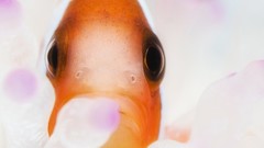 Macro fish underwater clownfish