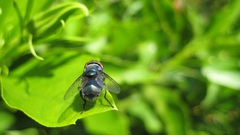 macro flies leaves Plants Green nature insect Animals