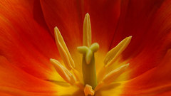 Macro flower orange