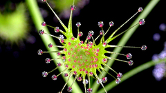 Macro flower peltatajaponica