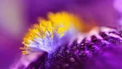 Macro Flowers