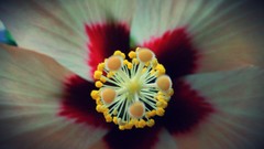 Macro Flowers