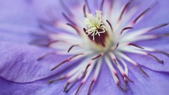 Macro Flowers