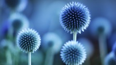 Macro Flowers abstract blue flowers Thistles