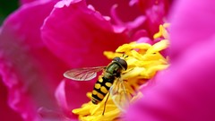 Macro Flowers Animals pollen insects pink flowers