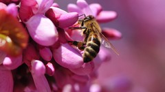 Macro Flowers bees bugs