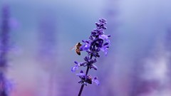 Macro Flowers bees insects purple flowers lavender blurred 