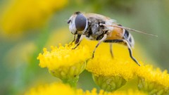 Macro Flowers bees Parks romania