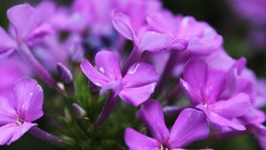 Macro Flowers bees purple flowers