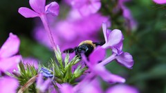 Macro Flowers bees purple flowers
