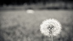 Macro Flowers black white dandelions