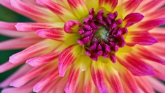 Macro Flowers bloom tropical