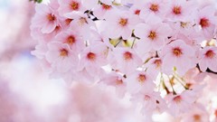 Macro Flowers blossoms