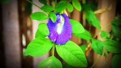 Macro Flowers blue close-up violets