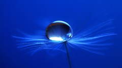 Macro Flowers blue drop