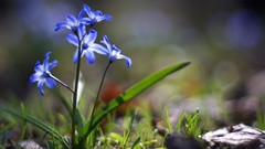 Macro Flowers blue flowers