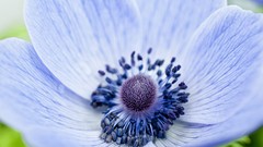 Macro Flowers blue flowers