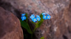 Macro Flowers blue flowers Forget-me-nots