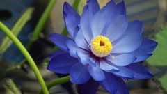 Macro Flowers blue flowers lotus flower