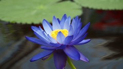 Macro Flowers blue flowers lotus flower
