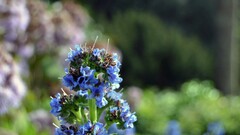 macro Flowers blue flowers Plants