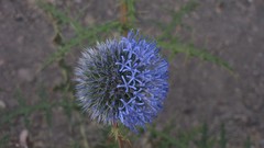 Macro Flowers blue funny Amin Peyrovi