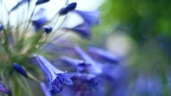 Macro Flowers blurred blue flowers