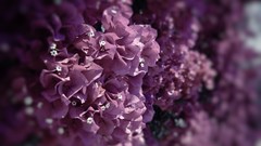 Macro Flowers bougainvillea