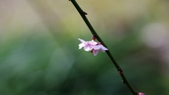 Macro Flowers branches
