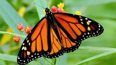 Macro Flowers Butterflies insects
