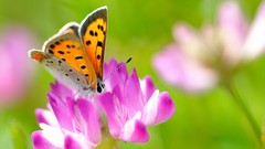 Macro Flowers Butterflies insects