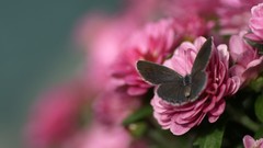 Macro Flowers Butterflies insects pink flowers