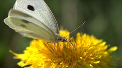 Macro Flowers Butterflies wings insects yellow flowers