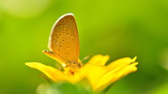 Macro Flowers Butterflies yellow flowers