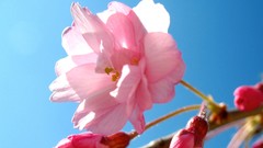 Macro Flowers cherry blossoms