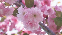 Macro Flowers cherry blossoms