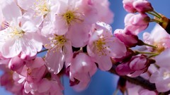 Macro Flowers cherry blossoms