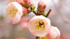 Macro Flowers cherry blossoms