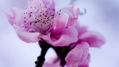 Macro Flowers cherry blossoms
