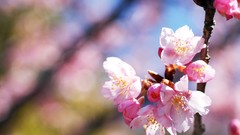 Macro Flowers cherry blossoms