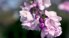 Macro Flowers cherry blossoms