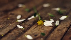 Macro Flowers chrysanthemums flower petals wooden floor