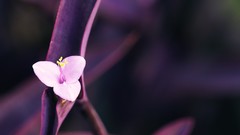 Macro Flowers close-up