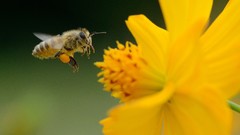 Macro Flowers close-up bees