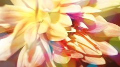 Macro Flowers close-up flower petals