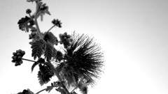 Macro Flowers contrast monochrome mimosa