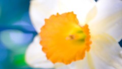 Macro Flowers daffodils