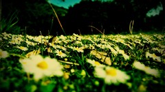 Macro Flowers Daisy fields